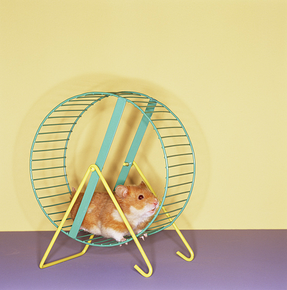 data automation can get you off the hamster wheel
