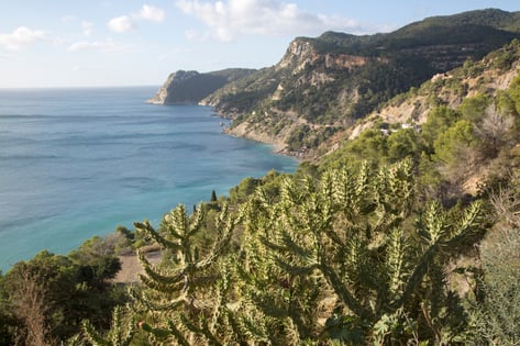 Cactus Plant at Es Cubells Cove, Ibiza, Spain